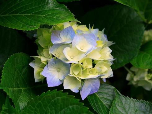 fleur